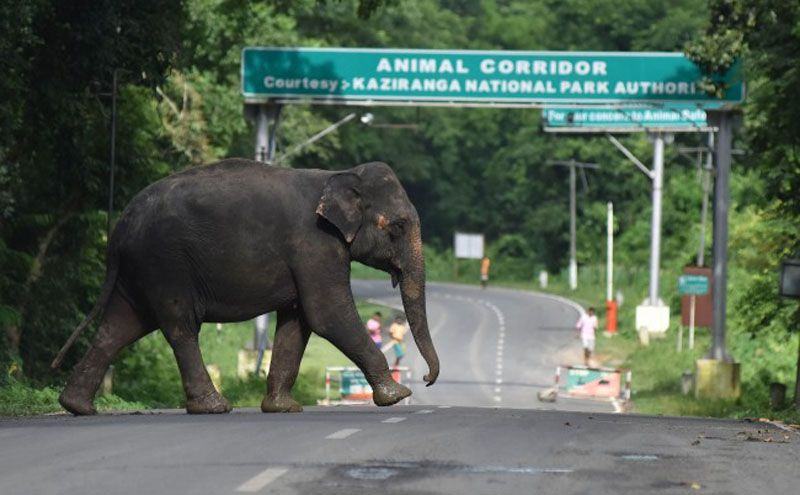 Gajah di Kaziranga National Park. (Foto: AFP)