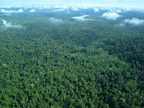 Literasi Jalanan Ibukota Baru Ancaman Hutan Kalimantan  