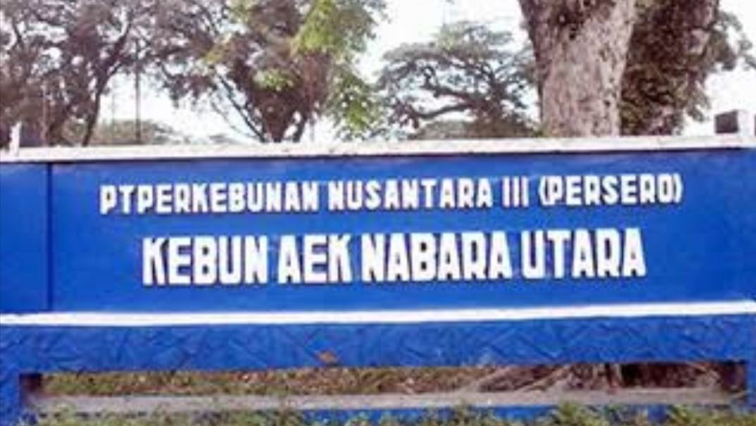 PTPN III Aek Nabara, Lahan Semak Seakan Terlantar