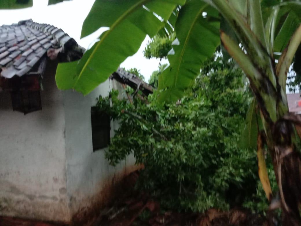 Pohon Tumbang di Ciamis Menimpa Rumah Warga, Kerugian Diperkirakan Jutaan Rupiah