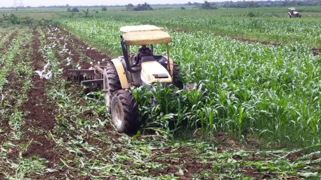 Kebun Sei Semayang PTPN II, Bersihkan Lahan Guna Tingkatkan Produksi Gula