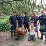 Team Keamanan PTPN III Kebun Dusun Hulu, Tangkap Pelaku Pecurian TBS Kelapa Sawit