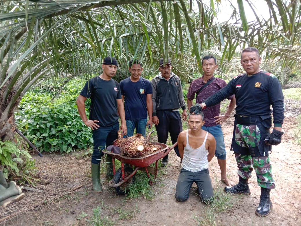 Team Keamanan PTPN III Kebun Dusun Hulu, Tangkap Pelaku Pecurian TBS Kelapa Sawit