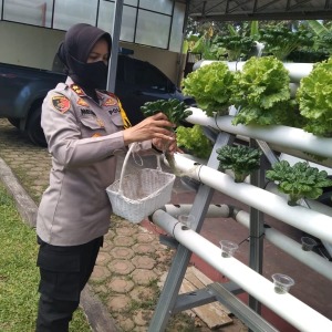 Kapolres Banjar bersama Jajaran Polwan Panen Sayuran Hidroponik