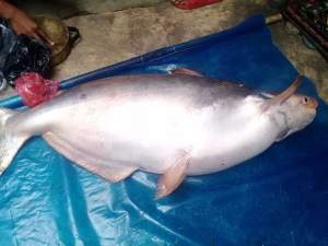 Viral Ikan Patin 50 Kg Tertangkap di Sungai Pelawi Langkat, Warganet Kaitkan dengan Peristiwa Danau Toba