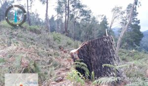Anggota DPRD Sumut Delpin, Kecam Dinas KPH XV Karo Tutup Mata Terhadap Illegal Logging