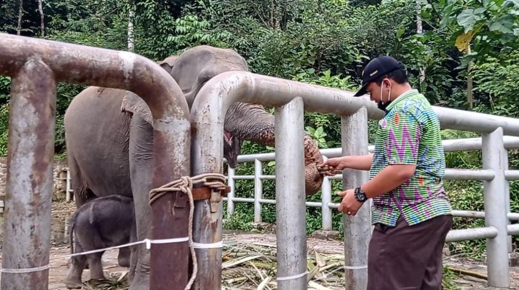 Camat Batang Serangan Bawa Pakan Untuk Gajah yang Baru Lahir