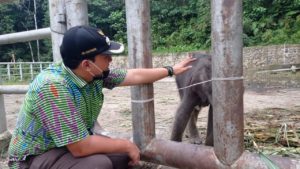 Camat Batang Serangan Arie Ramadhany SIP mengunjungi dan memberi makan anak gajah yang baru dilahirkan.