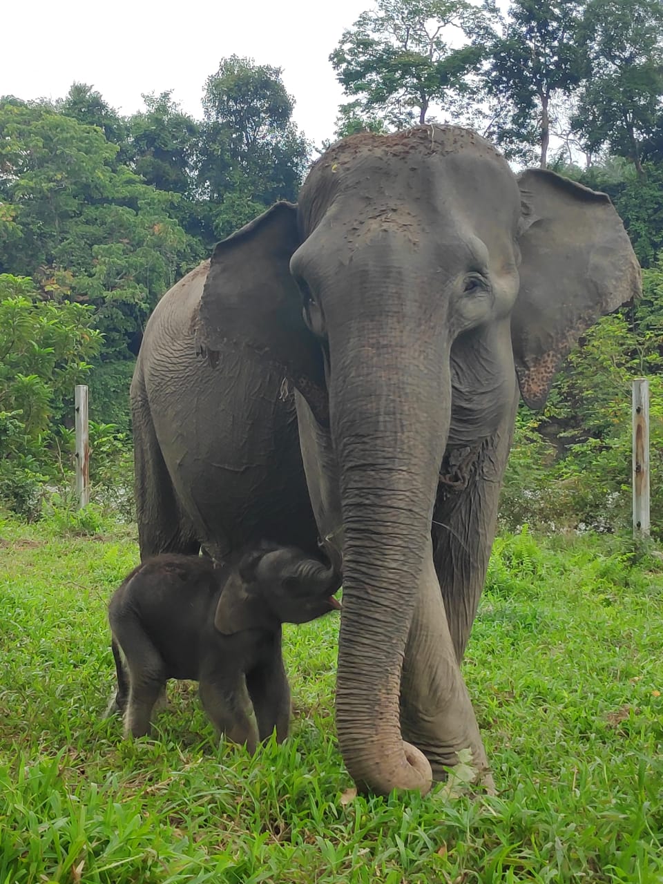 Lahirnya Anak Gajah di Tangkahan, Menambah Populasi Gajah Sumatera