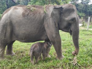 Lahirnya Anak Gajah di Tangkahan, Menambah Populasi Gajah Sumatera