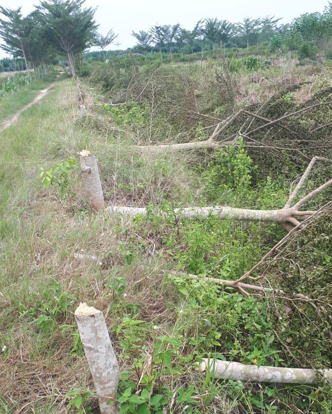 Perusakan Kawasan Hutan Produksi Kian Gencar, Aktivis Lingkungan Minta Kepala KPH Wilayah-I Stabat Dicopot