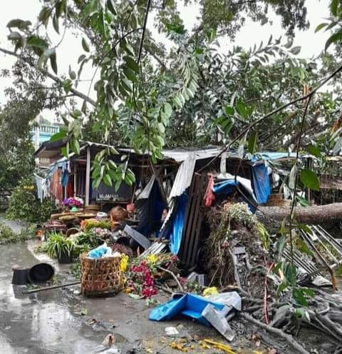 Rumah Warga di Kuala Langkat Tertimpa Pohon Tumbang