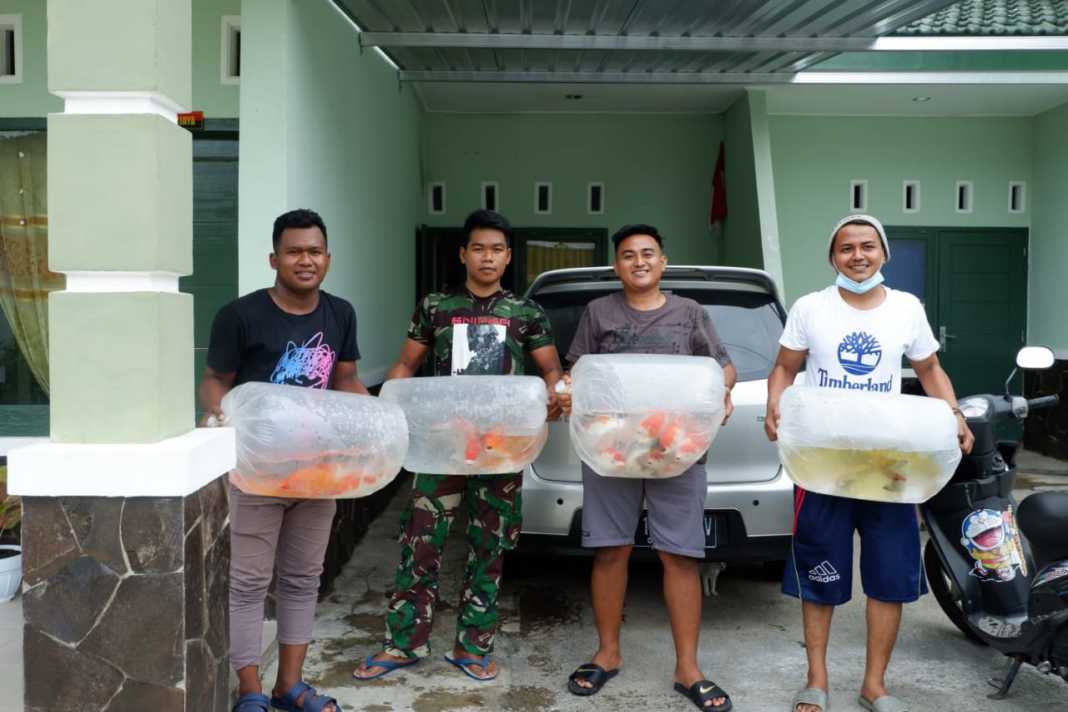 Pegawai Swasta di Pamekasan, Raup Keuntungan dari Bisnis Ikan Koi