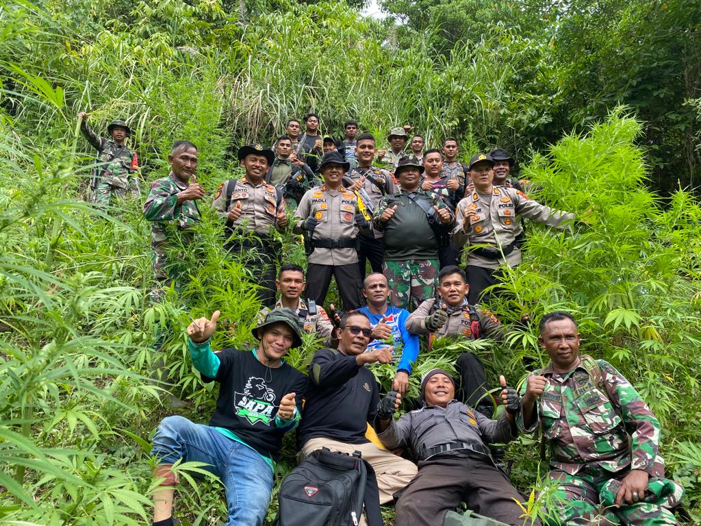 Polisi Tangkap Pemilik Dua Hektar Ladang Ganja di Aceh
